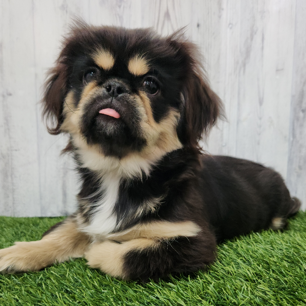 Male Pekingese Puppy for Sale in Braintree, MA