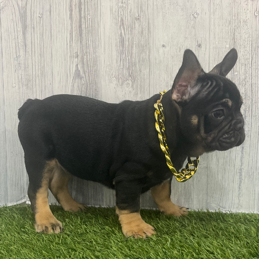 Male French Bulldog Puppy for Sale in Braintree, MA