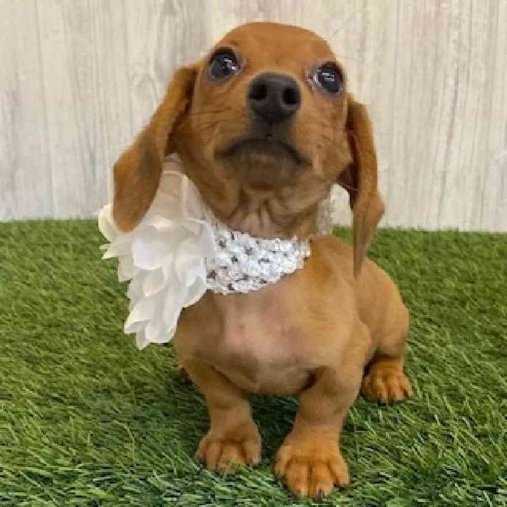 Female Dachshund Puppy for sale