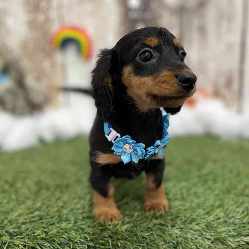 Female Dachshund Puppy for Sale in Braintree, MA