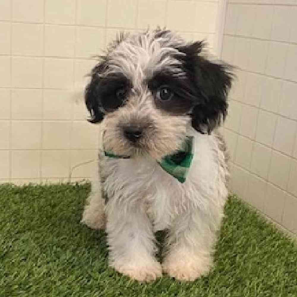 Male Yorkie-Poo Puppy for sale
