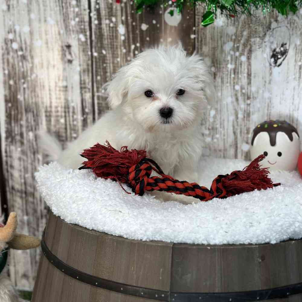 Male Maltese Puppy for Sale in Saugus, MA
