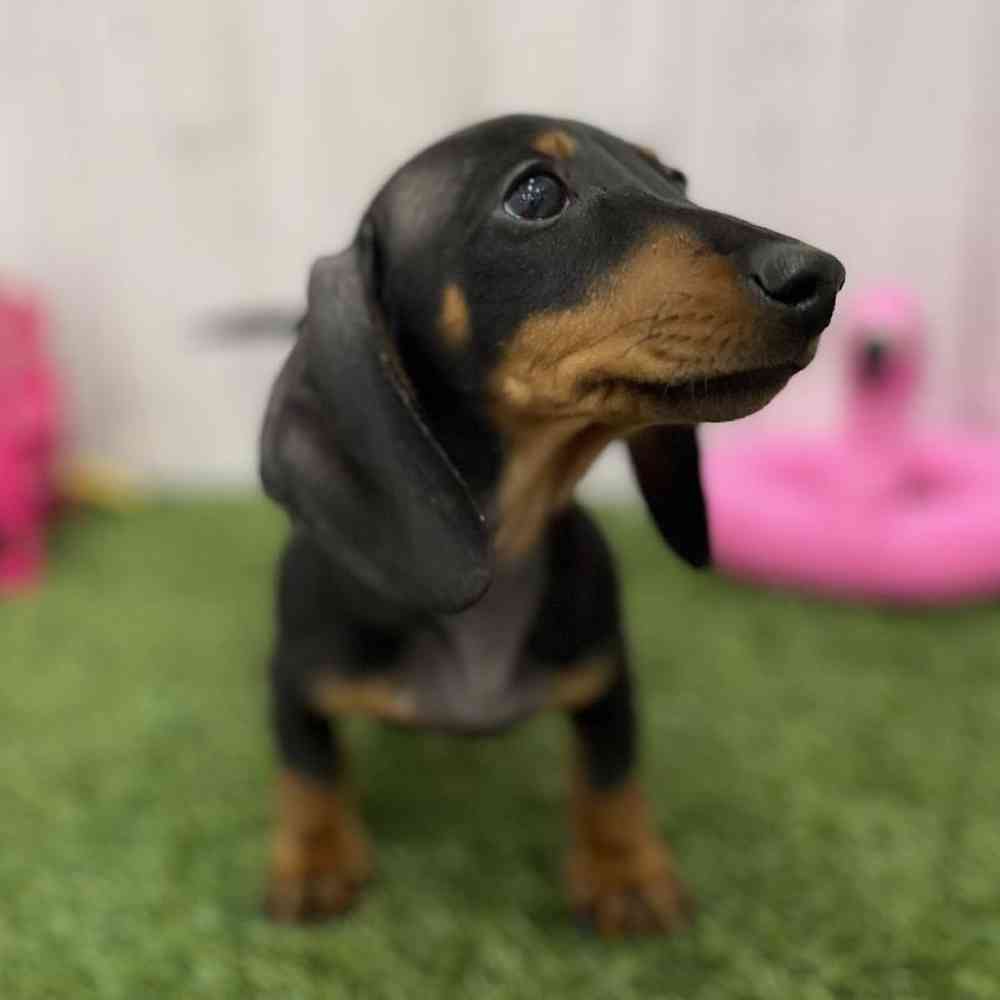 Female Dachshund Puppy for Sale in Braintree, MA