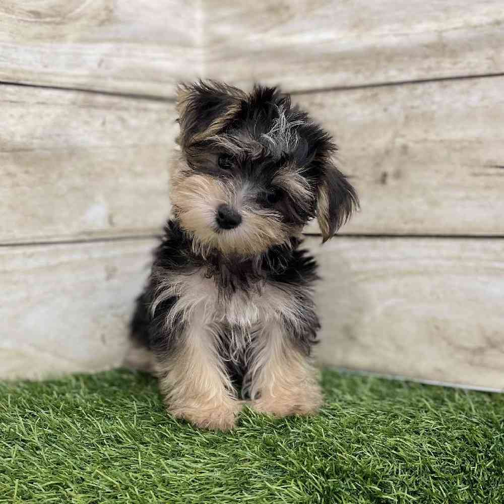 Male Morkie Puppy for Sale in Braintree, MA