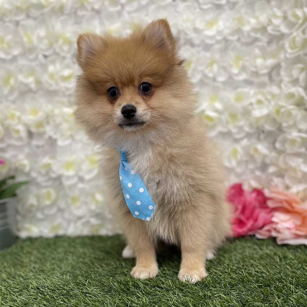 Male Pomeranian Puppy for Sale in Braintree, MA