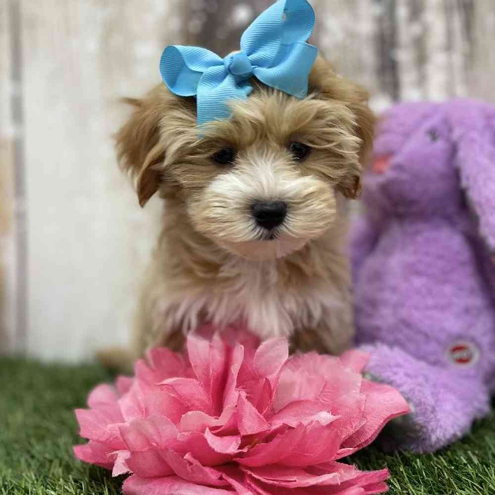 Female Lhasa-Poo Puppy for Sale in Braintree, MA