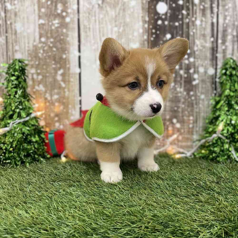 Female Pembroke Welsh Corgi Puppy for Sale in Braintree, MA