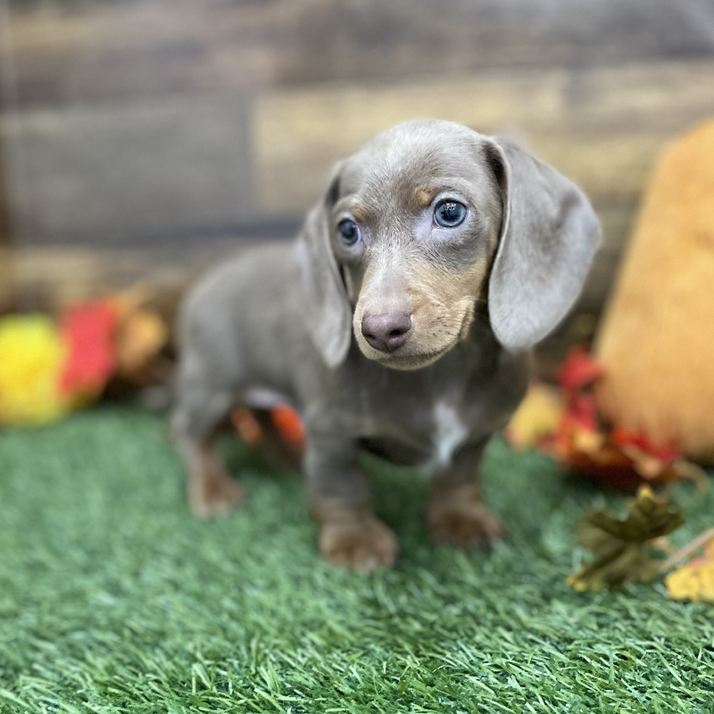 Male Dachshund Puppy for Sale in Braintree, MA