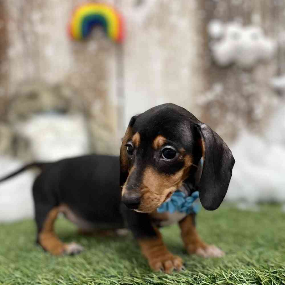 Female Dachshund Puppy for Sale in Braintree, MA