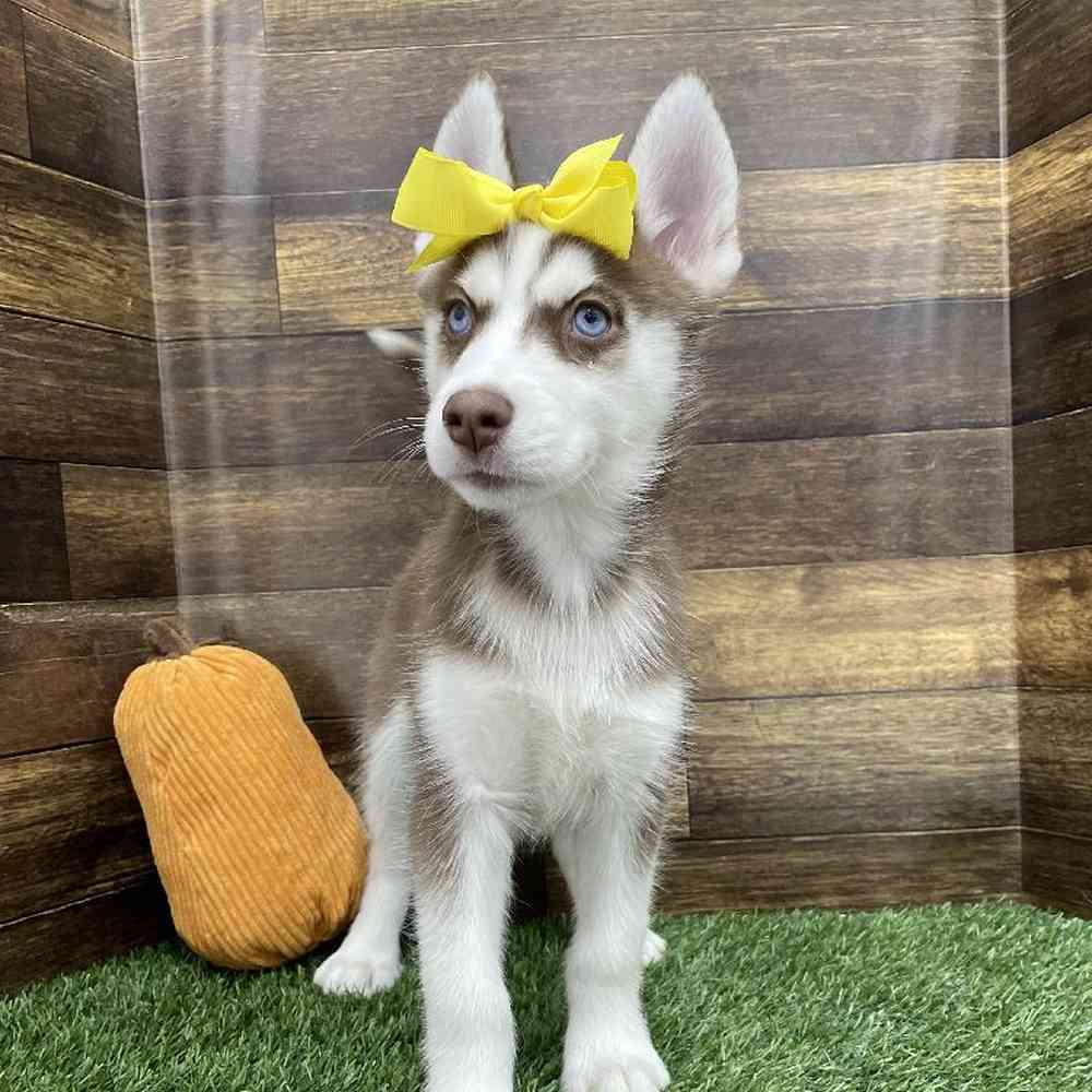 Female Siberian Husky Puppy for Sale in Braintree, MA