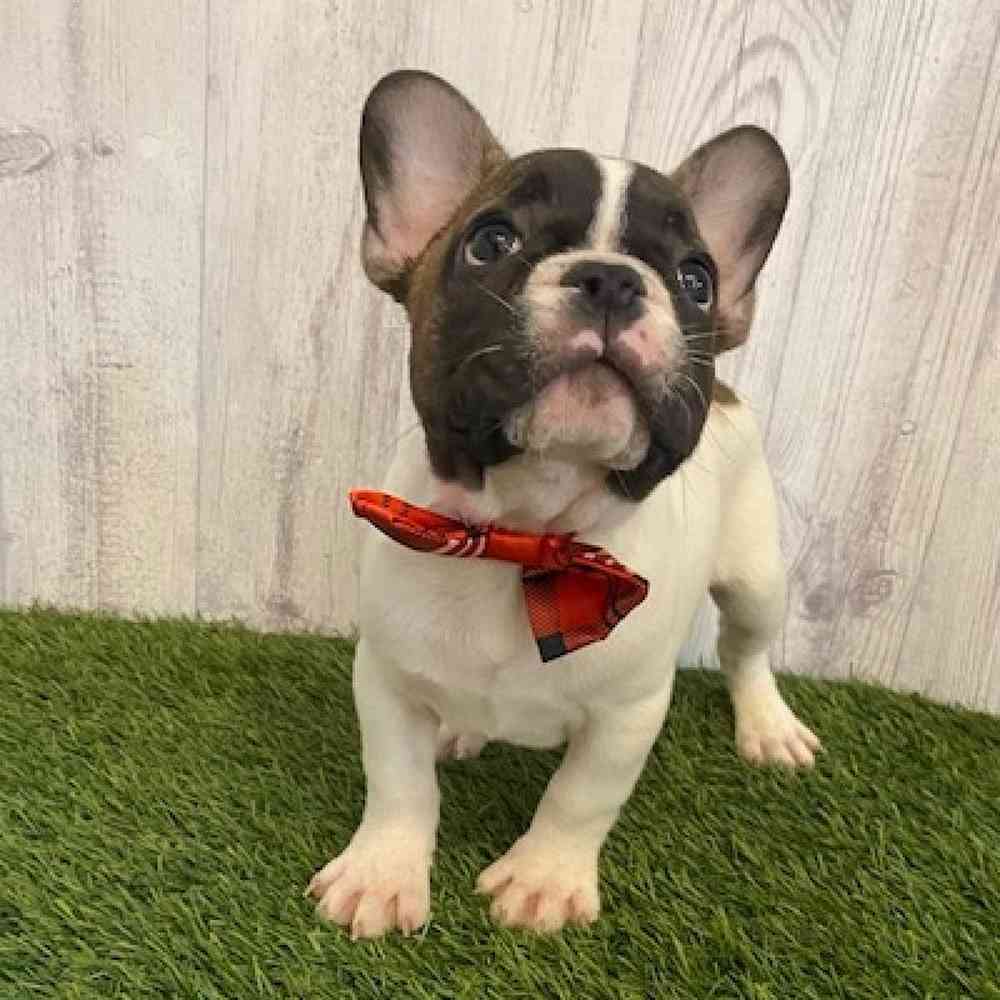 Male French Bulldog Puppy for sale