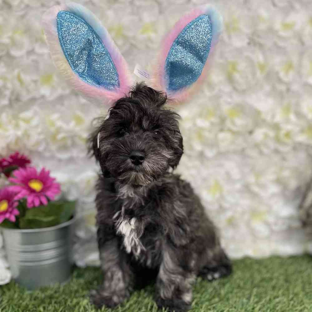 Male Schnoodle Puppy for Sale in Braintree, MA