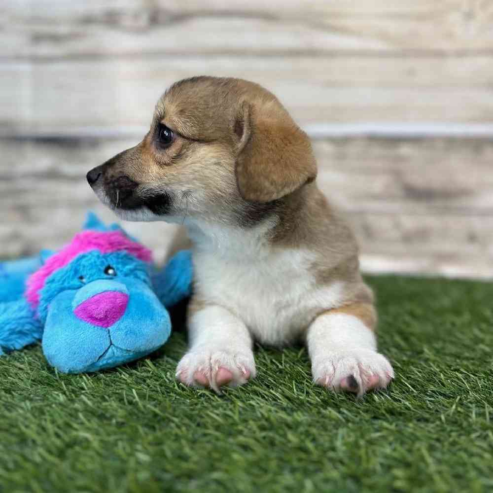 Male Pembroke Welsh Corgi Puppy for Sale in Saugus, MA