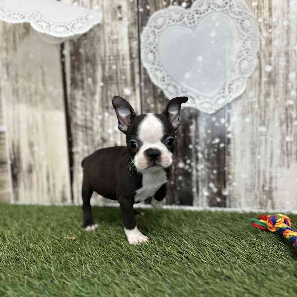 Female Boston Terrier Puppy for Sale in Saugus, MA