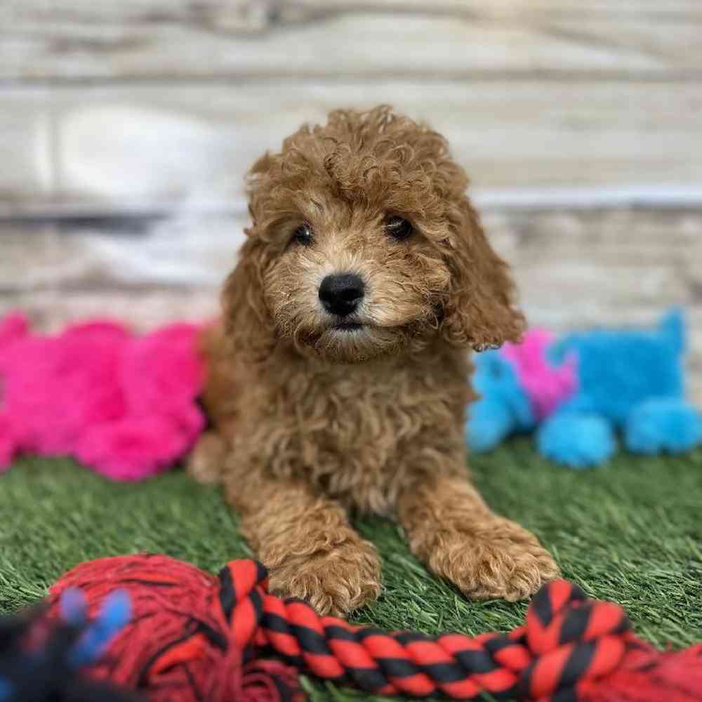 Female Mini Labradoodle 2nd Gen Puppy for Sale in Saugus, MA
