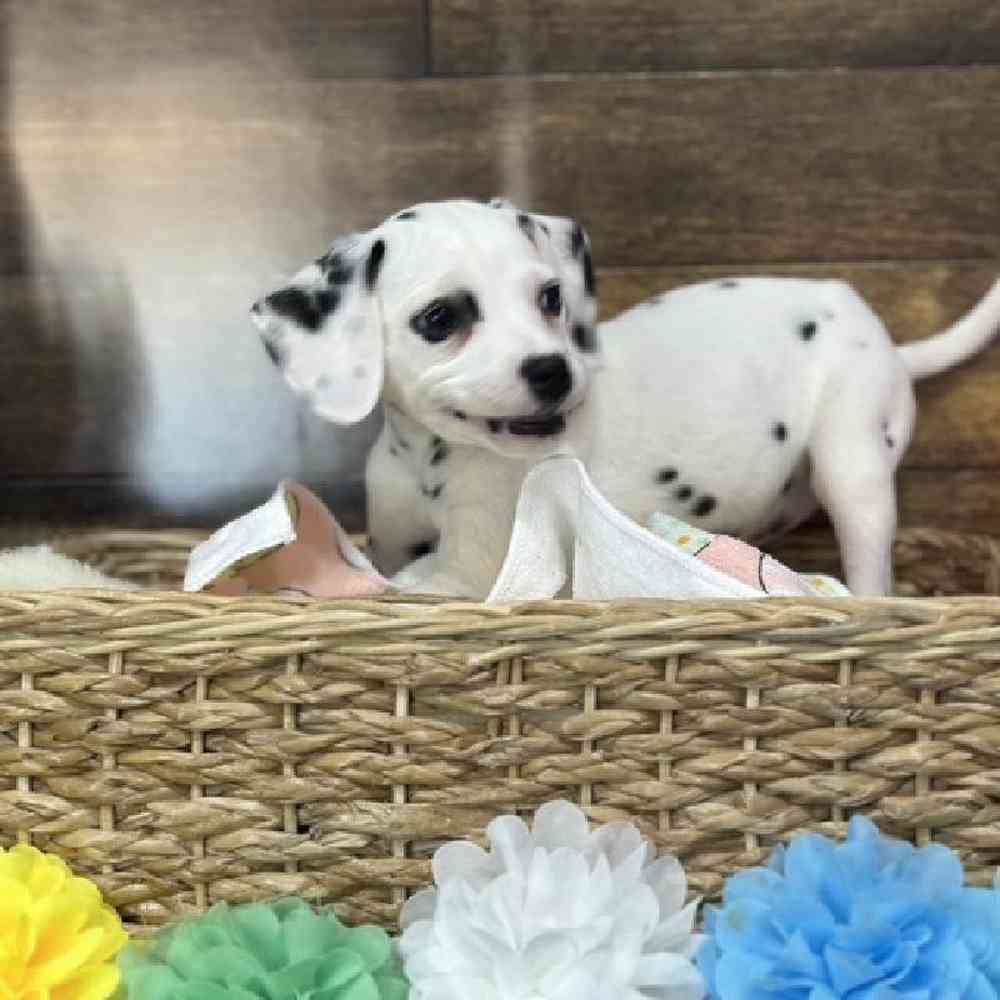 Female Dalmatian Puppy for Sale in Saugus, MA