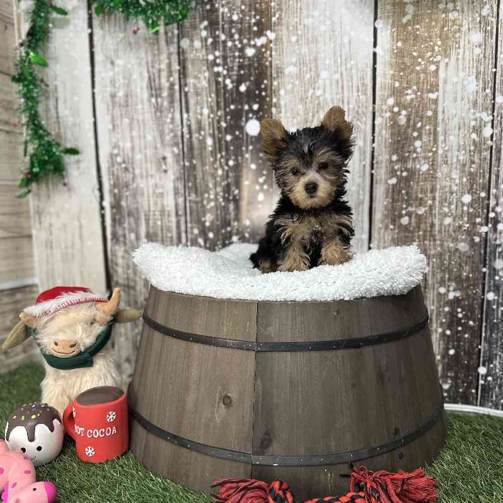 Male Yorkshire Terrier Puppy for Sale in Saugus, MA