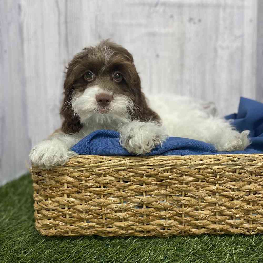 Male Cockapoo Puppy for Sale in Saugus, MA