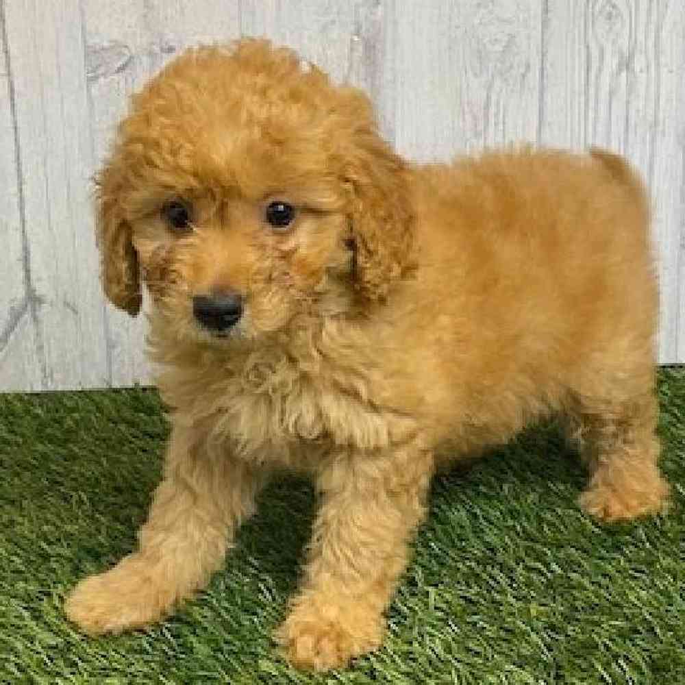 Female Mini Goldendoodle Puppy for sale