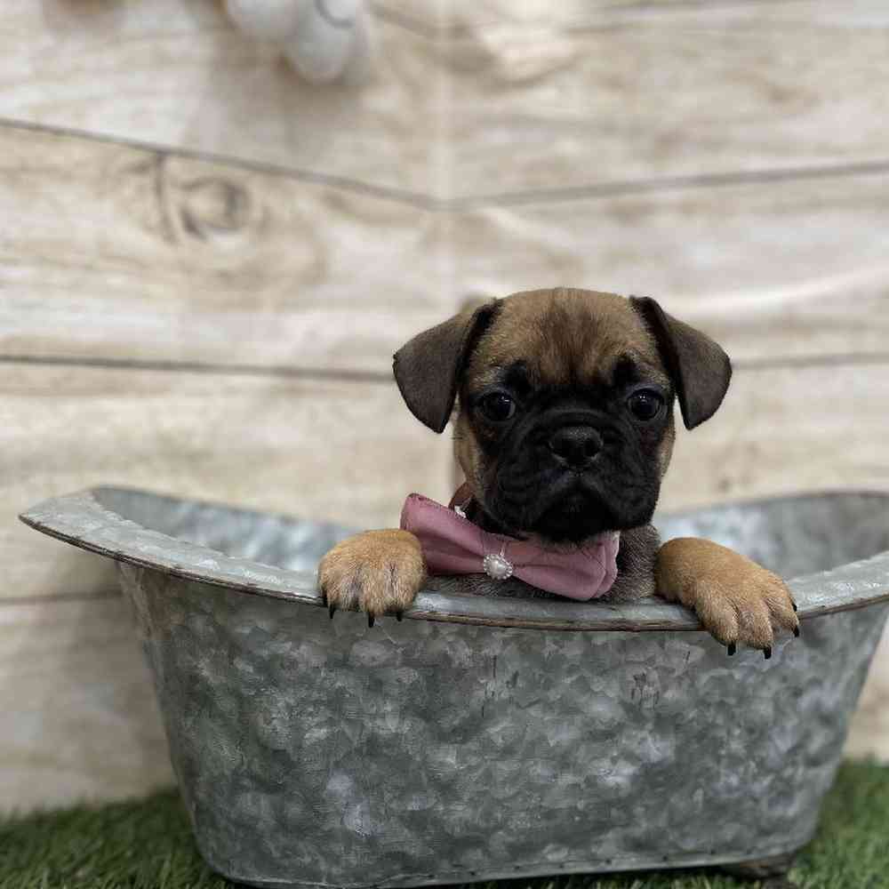 Female Frug Puppy for Sale in Braintree, MA