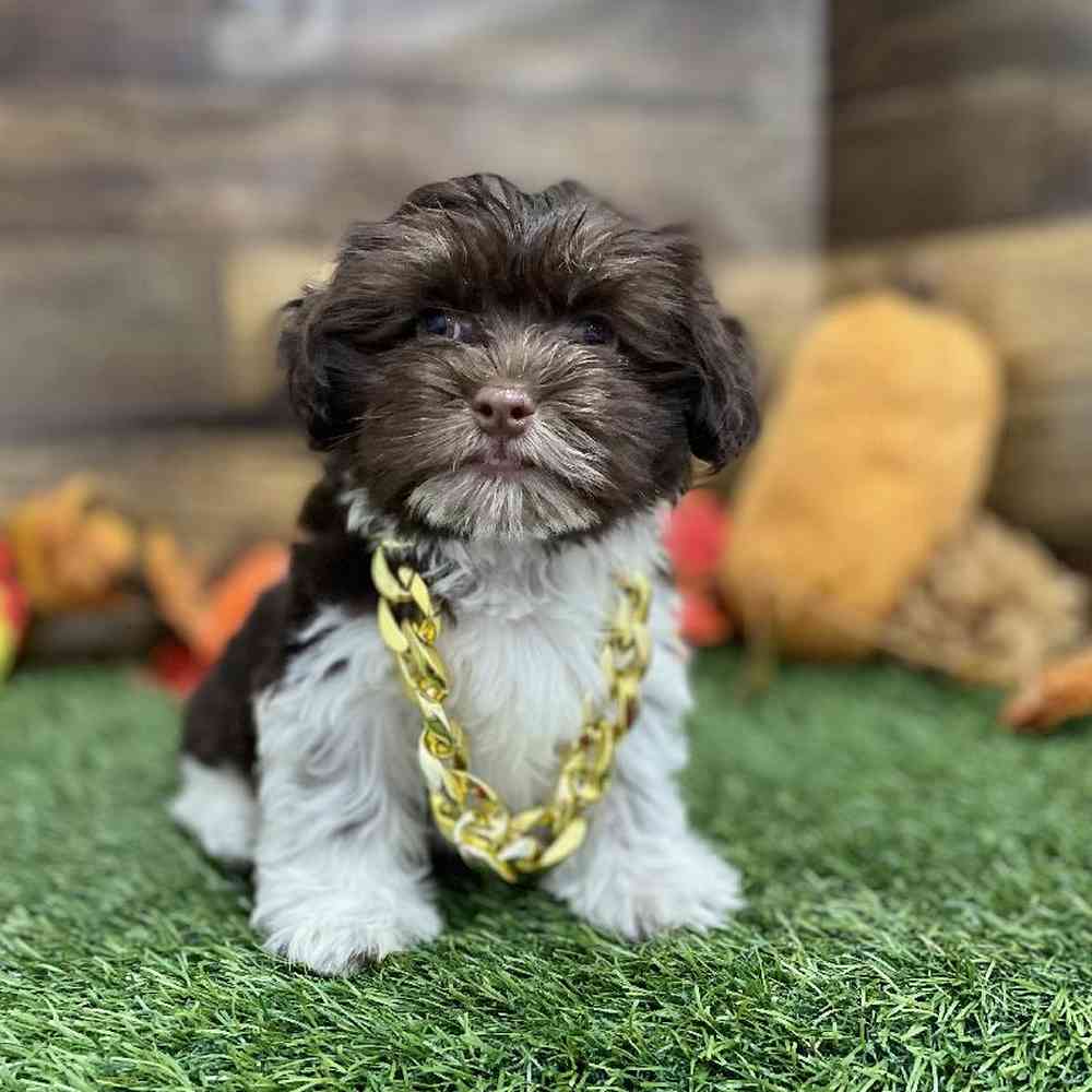 Male Havanese Puppy for Sale in Braintree, MA