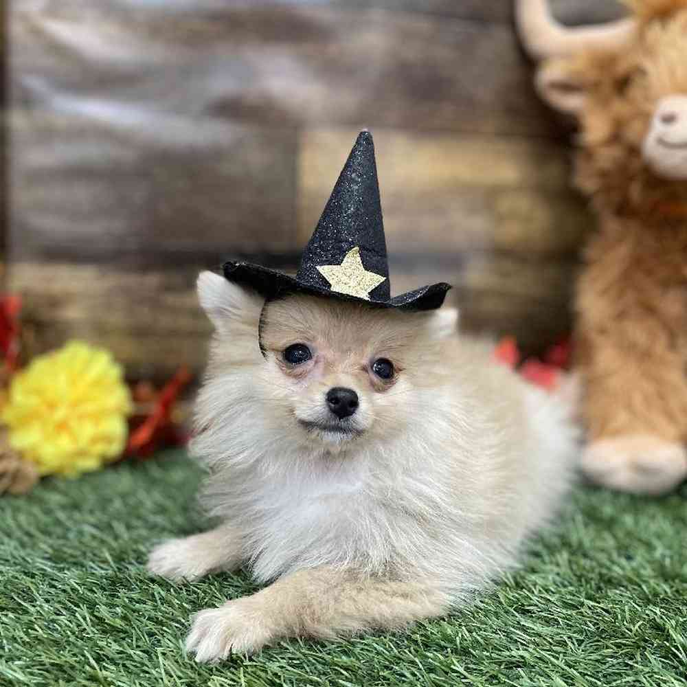 Female Pomeranian Puppy for Sale in Braintree, MA