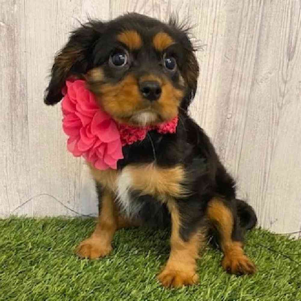 Female Cavalier King Charles Spaniel Puppy for sale
