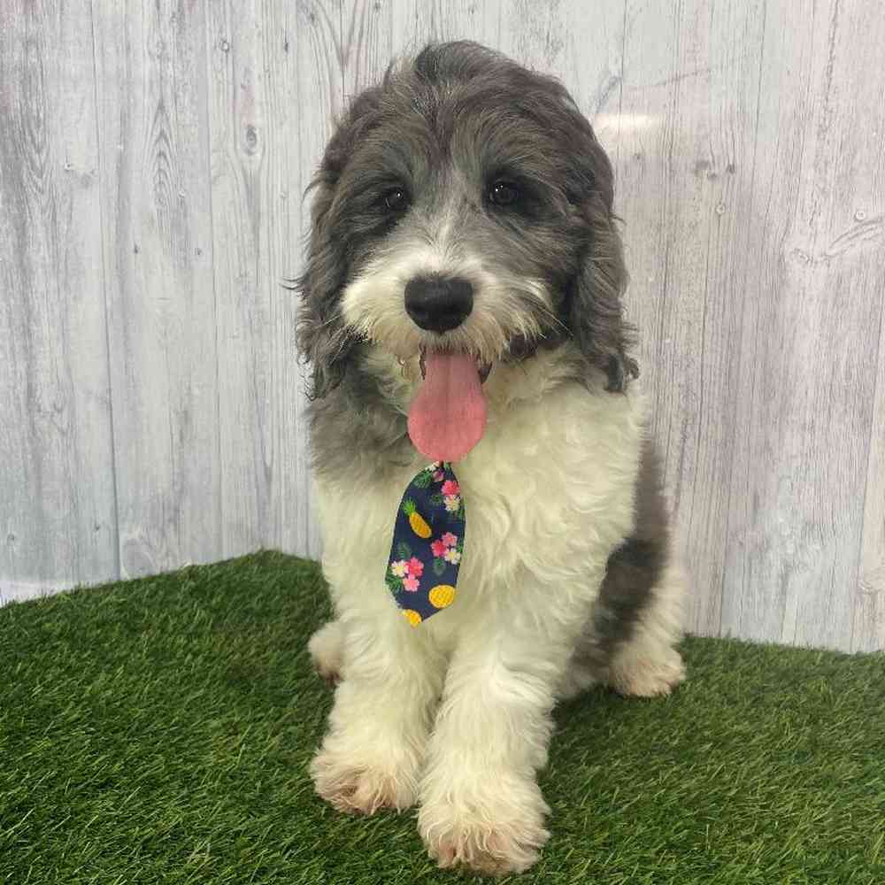 Male Mini Goldendoodle 2nd Gen Puppy for Sale in Saugus, MA
