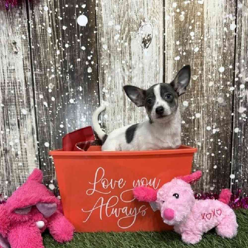 Female Chihuahua Puppy for Sale in Saugus, MA