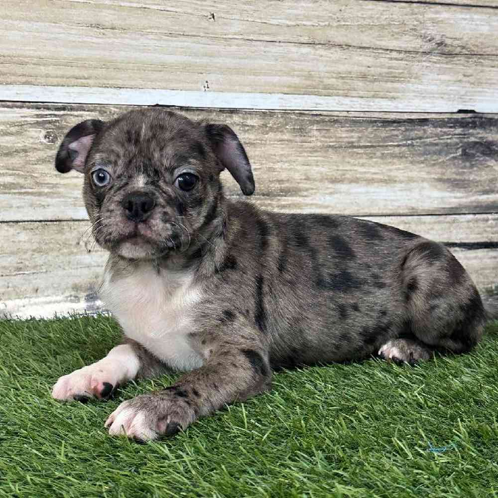 Male Bugg Puppy for Sale in Saugus, MA