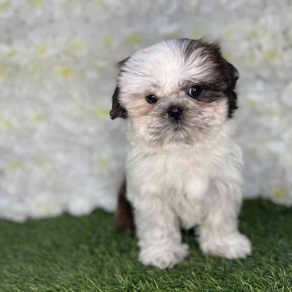 Female Shih Tzu Puppy for Sale in Braintree, MA