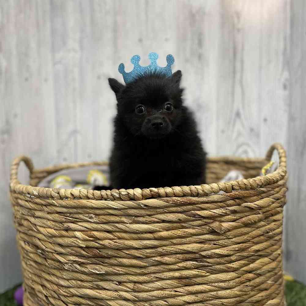 Male Pomeranian Puppy for sale