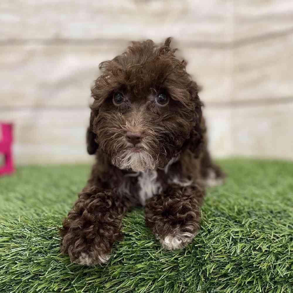 Male Cockapoo 2nd Gen Puppy for Sale in Braintree, MA