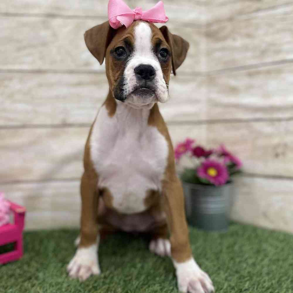 Female Boxer Puppy for Sale in Braintree, MA