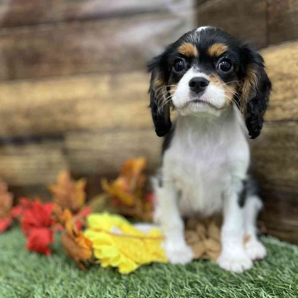 Female Cavalier King Charles Spaniel Puppy for Sale in Braintree, MA