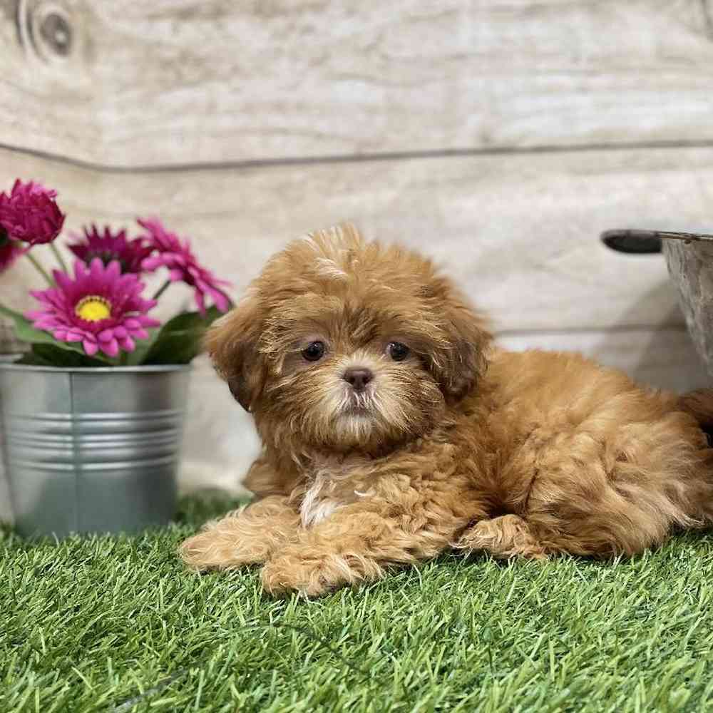 Female Shih Tzu Puppy for Sale in Braintree, MA