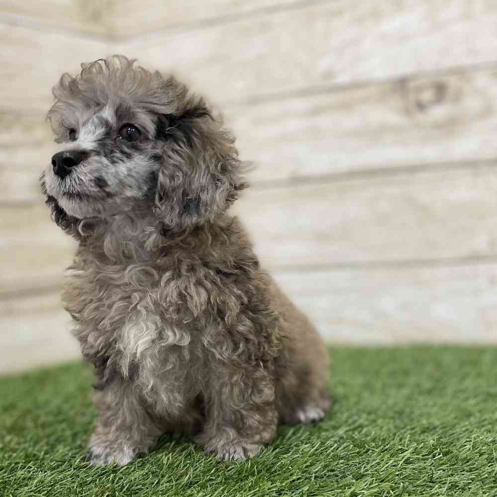 Female Poodle Toy Puppy for Sale in Braintree, MA