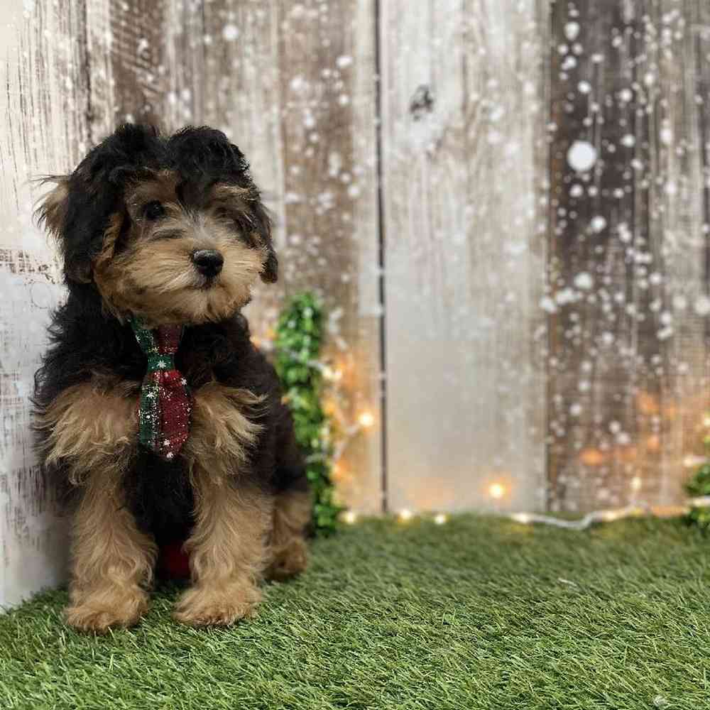 Male Yorkie-Poo Puppy for Sale in Braintree, MA