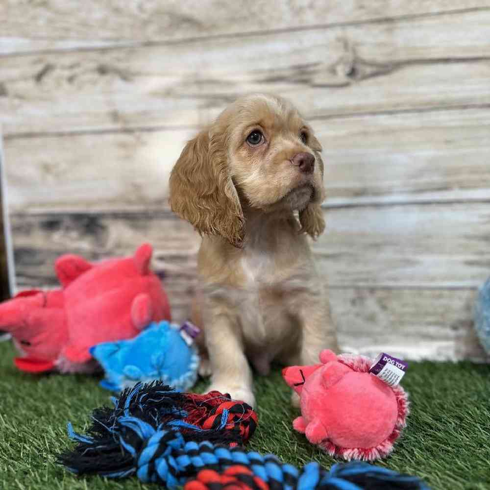 Male Cocker Spaniel Puppy for Sale in Saugus, MA