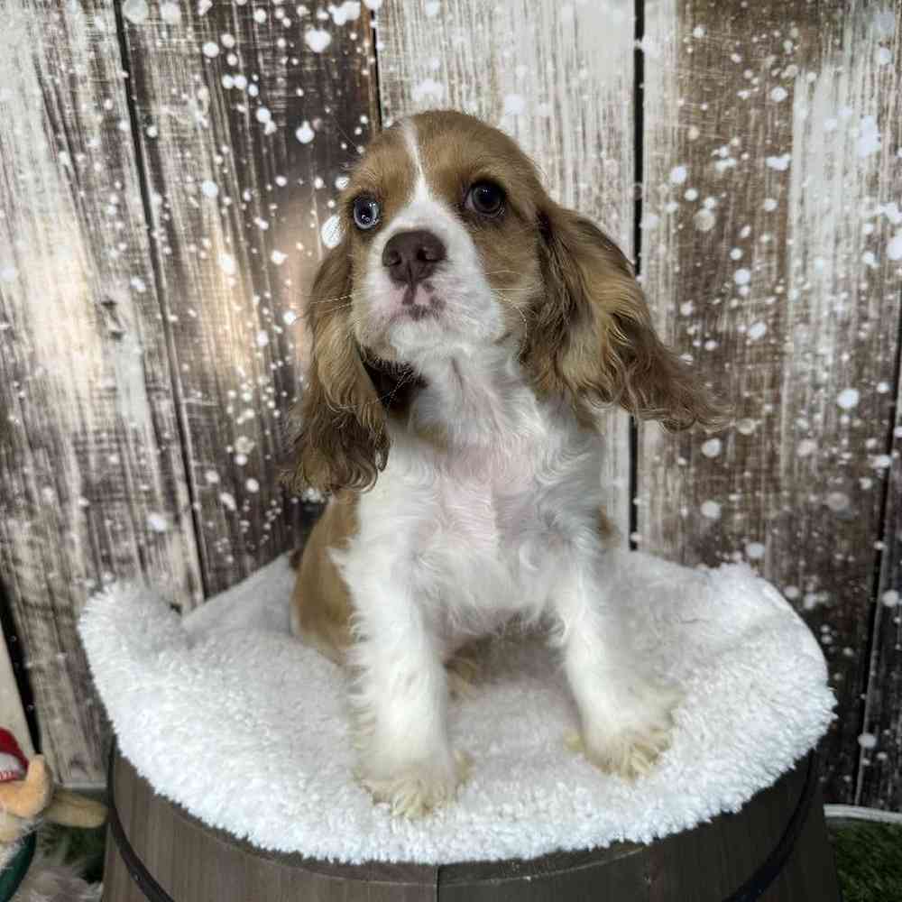 Female Cocker Spaniel Puppy for Sale in Braintree, MA