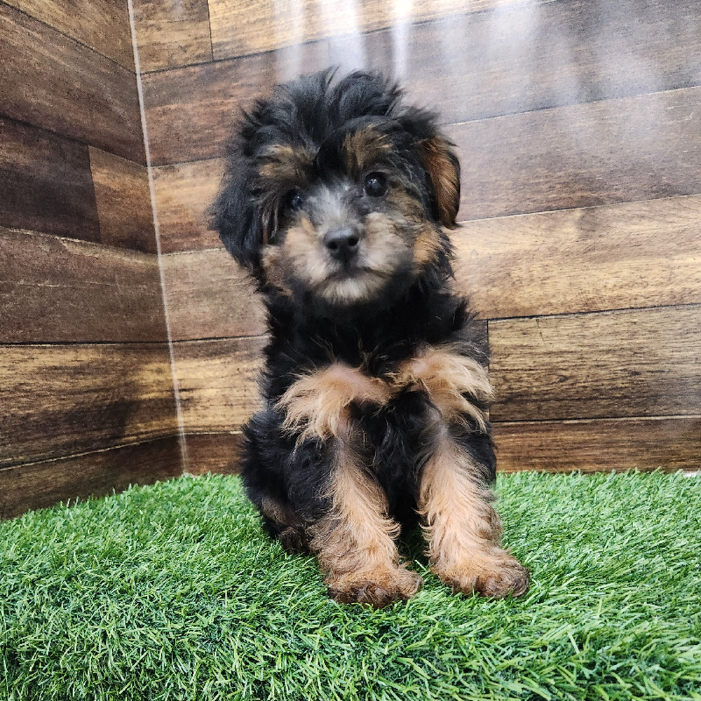 Female Yorkie-Poo Puppy for Sale in Braintree, MA