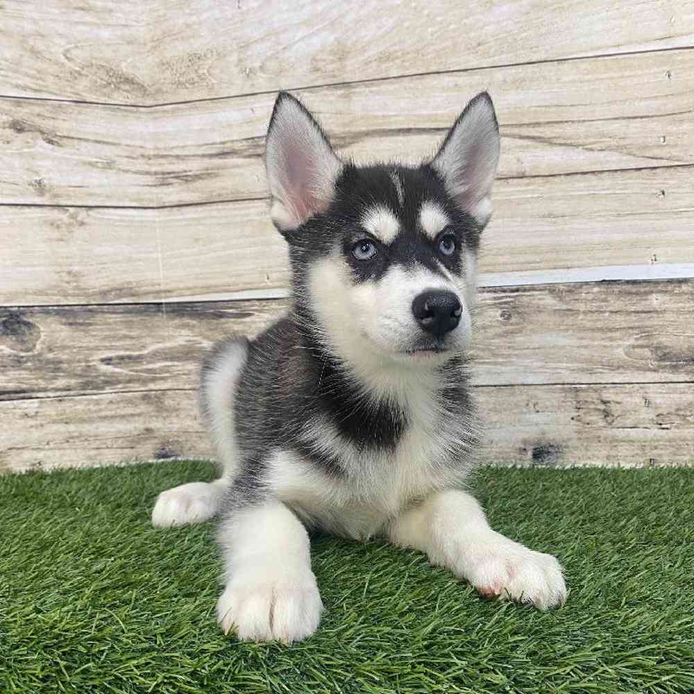 Female Huskimo Puppy for Sale in Saugus, MA