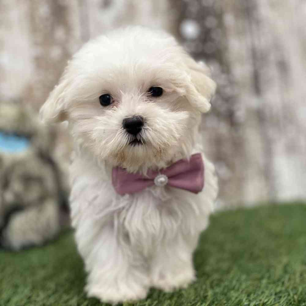 Female Havamalt Puppy for Sale in Braintree, MA