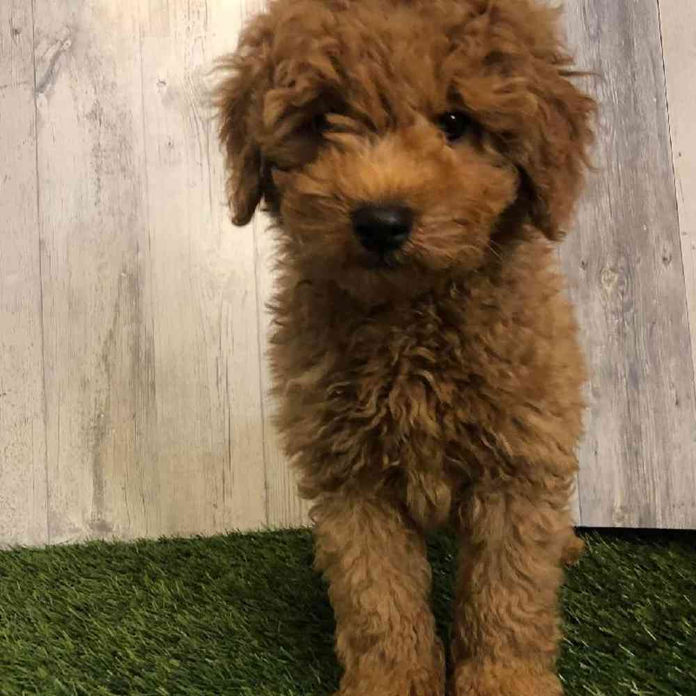 Male Mini Goldendoodle Puppy for sale