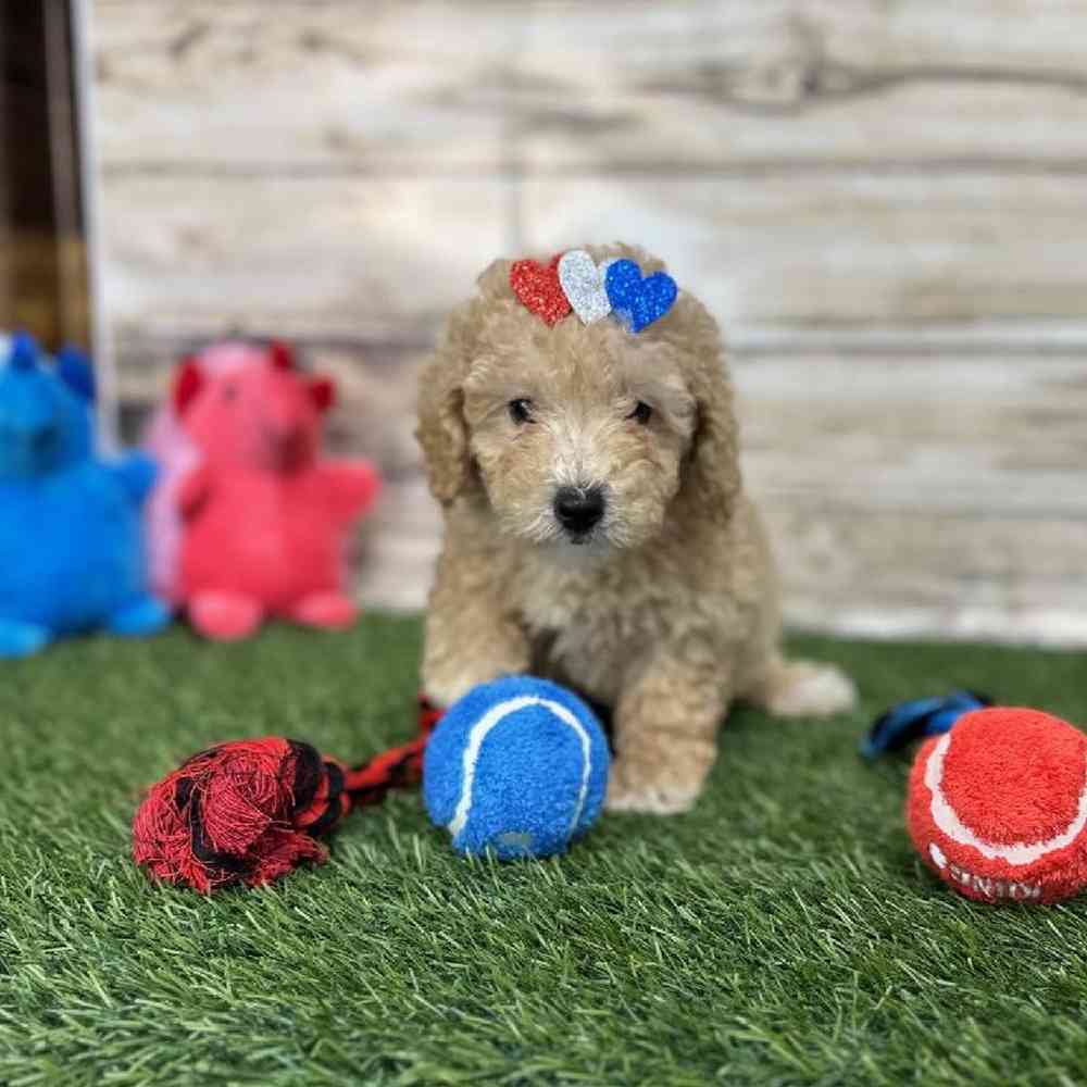 Female Poodle (MINI) Puppy for Sale in Saugus, MA