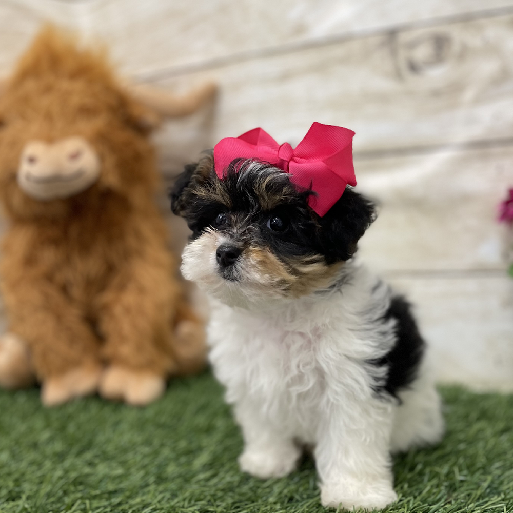 Female Yorkie-Poo Puppy for Sale in Braintree, MA