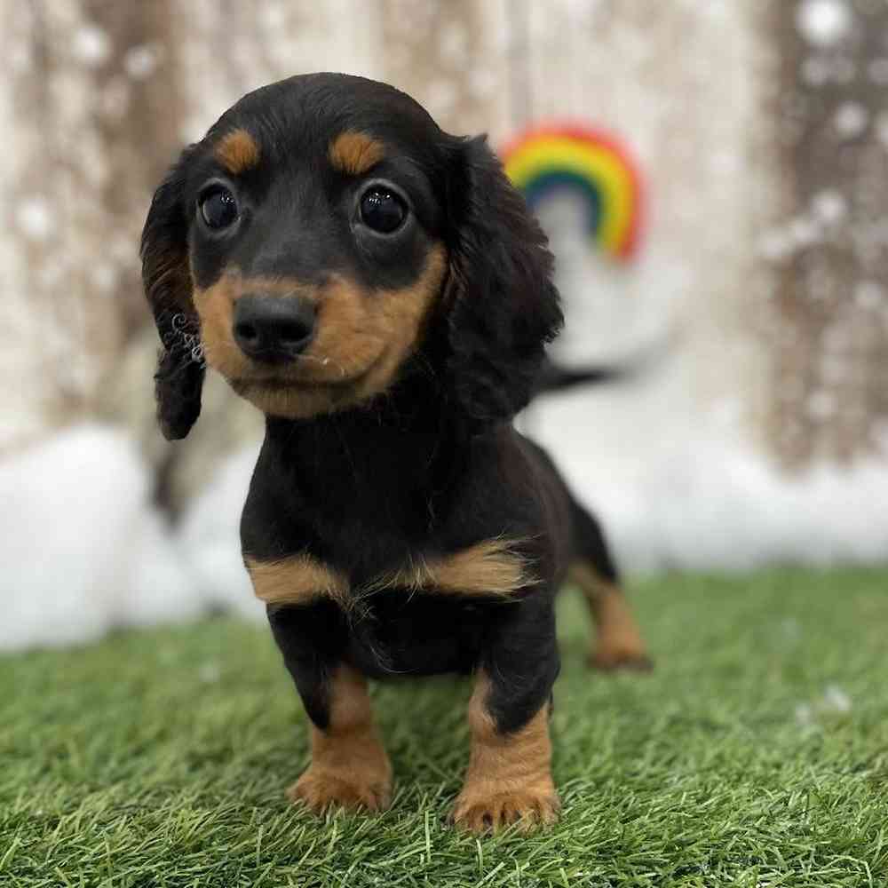Female Dachshund Puppy for Sale in Braintree, MA