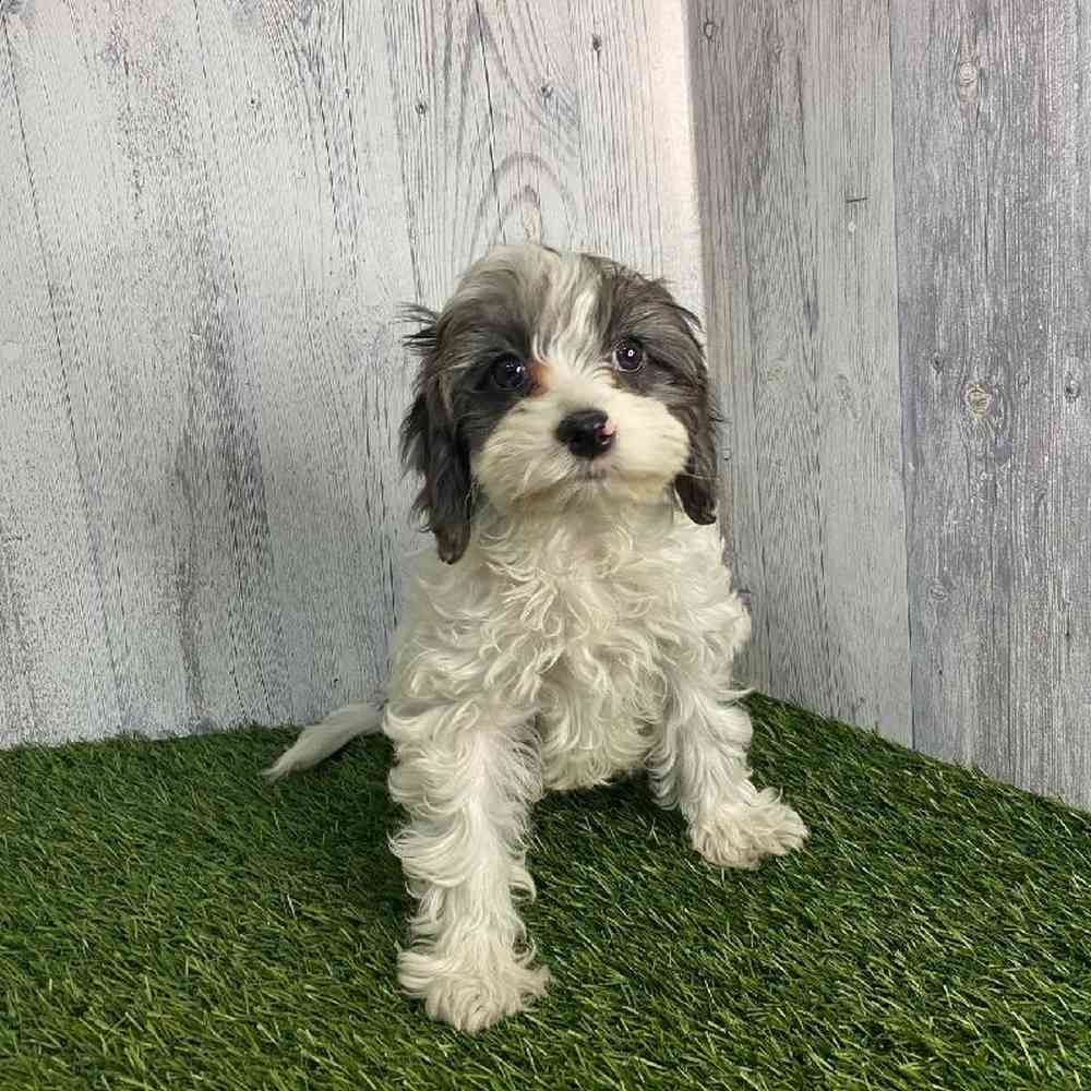 Male Cavapoo Puppy for sale