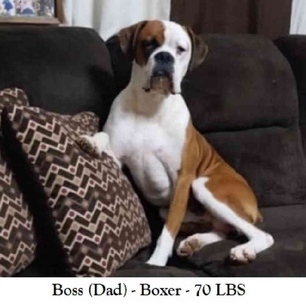 Male Boxer Puppy for Sale in Braintree, MA