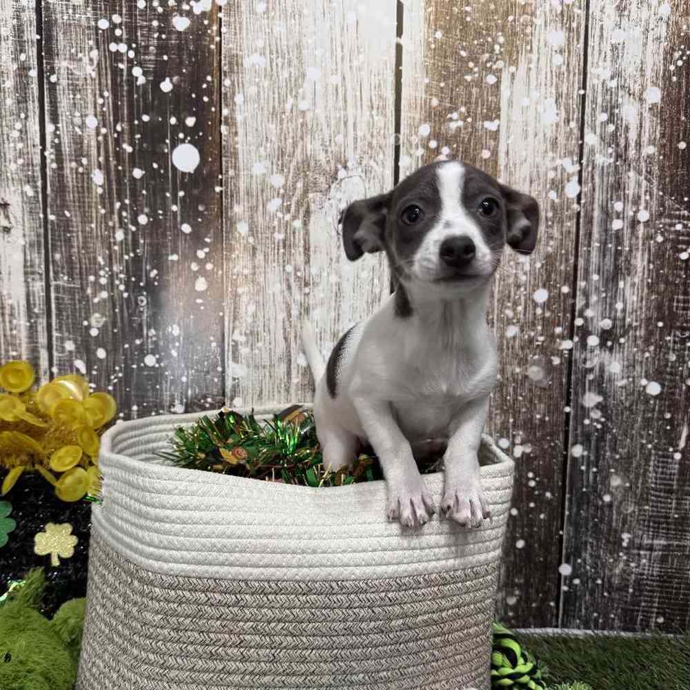 Female Chihuahua Puppy for Sale in Saugus, MA